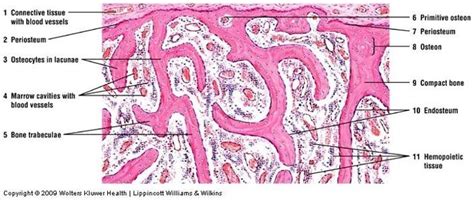 Vertebrate Histology Exam 2 Flashcards - Easy Notecards