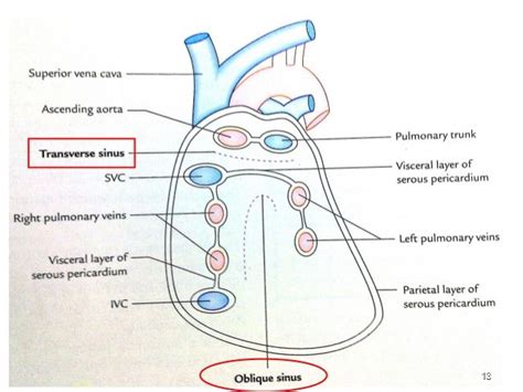 1 pericardium Medical Students, Medical School, Medical Mnemonics ...