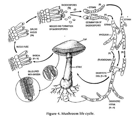 Organismal Biology