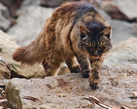 55 Best Photos Feral Cat Behavior Adaptations / Habitat For Cats: A ...