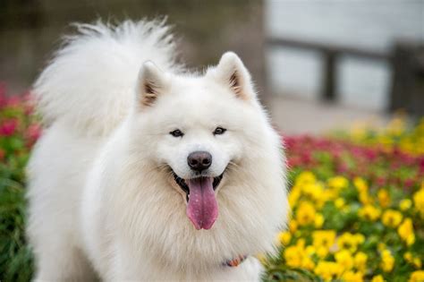 What Breed Are White Fluffy Dogs