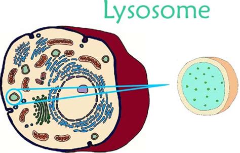 Lysosome - Welcome to Biology!