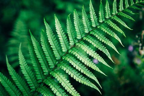 Free Images : branch, leaf, flower, foliage, green, botany, flora ...