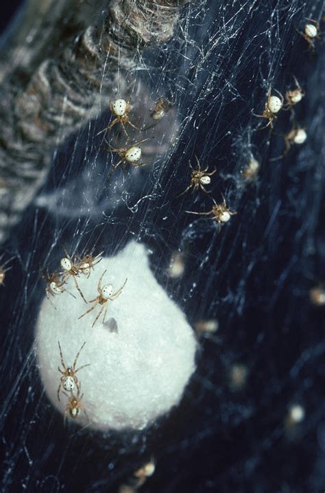 Black Widow Spiderlings Photograph by Robert J. Erwin - Pixels