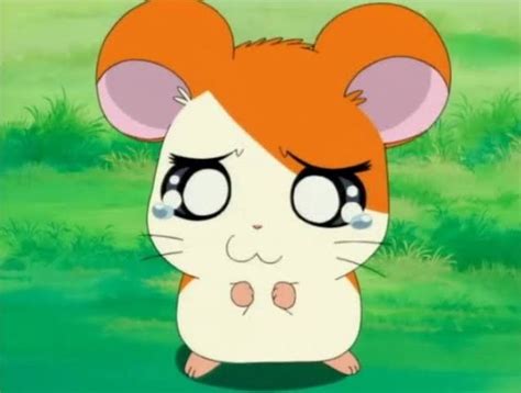 Hamtaro | Cute doodle art, Hamtaro, Kawaii drawings