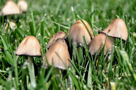 how to get rid of mushrooms in grass - First Republic Craigslist