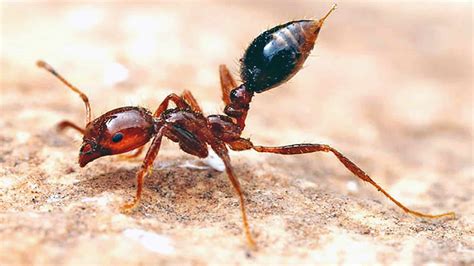 Explainer: All you need to know about fire ants, and why they're so ...