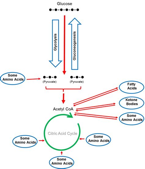 PROTEIN METABOLISM