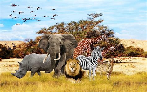 African Animals Wallpaper Hd | Eumolpo Wallpapers