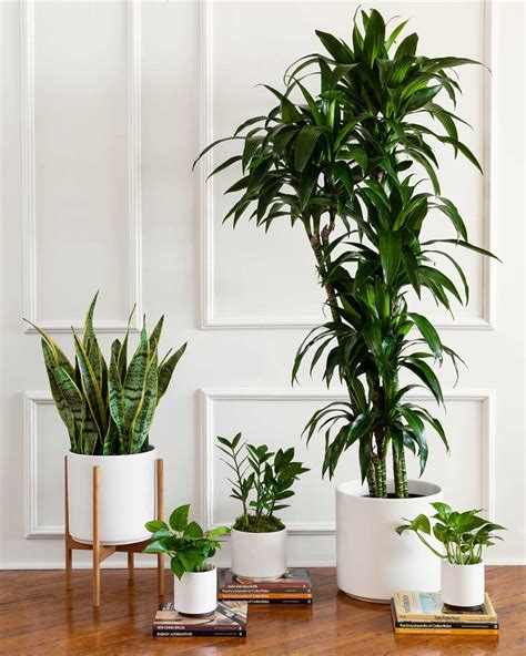 Top 6 Low-Light Plants For Offices With No Sun — Plant Care Tips and ...