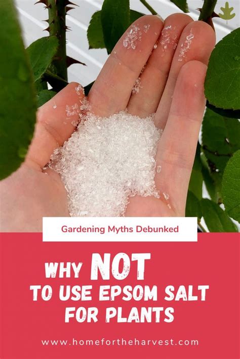 Epsom salt for plants: Good or bad for the garden? | Epsom salt for ...