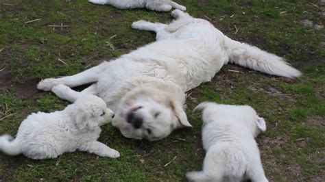 Polish Tatra Sheepdog - Temperament, Lifespan, Shedding, Puppy