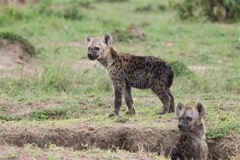 Spotted Hyena Cubs by Their Den. Stock Photo - Image of nature, hyena ...