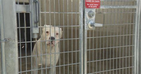 Dogs at LA animal shelters go weeks, months without walks - CBS Los Angeles