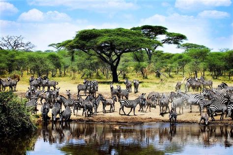 Le Parc National du Serengeti - Tanzanie