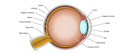 anatomy-of-dog-eye – Greenside Animal Hospital