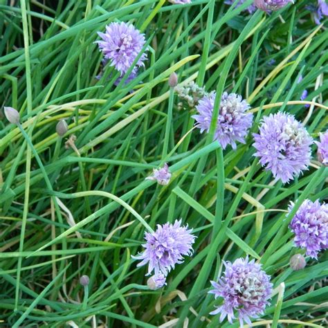 Herb Seeds - Chives - The Boma Garden Centre