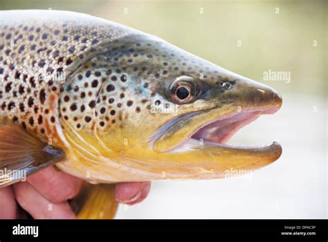 German brown trout hi-res stock photography and images - Alamy