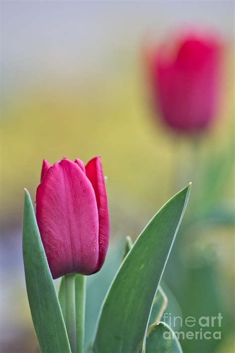 Jerusalem Tulip 2 Photograph by Joel Loftus