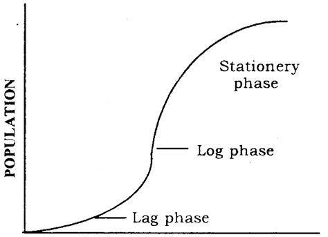 Lag Phase Exponential Phase Stationary Phase