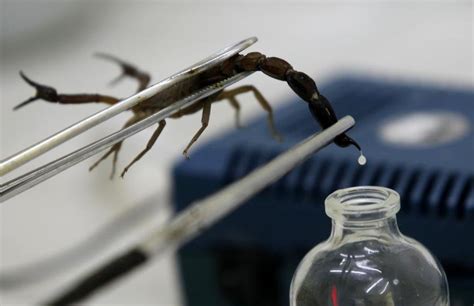 Iranian researchers to breed scorpion, milk venom for medical purposes ...