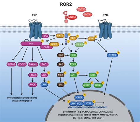 ROR2 signaling. Binding of a non-canonical WNT ligand induces the ...