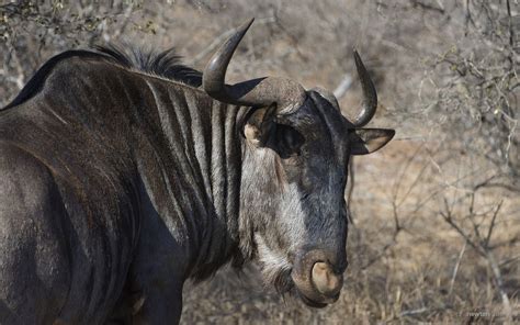 https://flic.kr/p/RZGPE9 | A Wildebeest Portrait | Blue Wildebeest ...