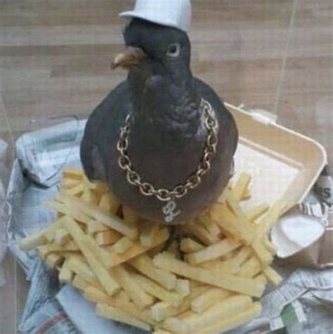 gangsta pigeon🐦 | Pigeon funny, Cute pigeon, Pet pigeon