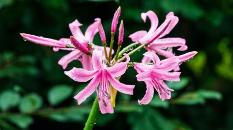 Guernsey Lily Plant Care & Growing Tips | Horticulture.co.uk