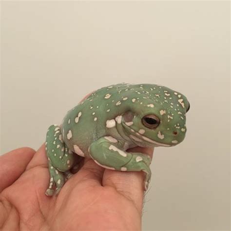 NE England WANTED !!!! whites tree frog morphs ???? - Reptile Forums