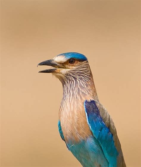 Wildlife photography: State Bird of Karnataka - Indian Roller