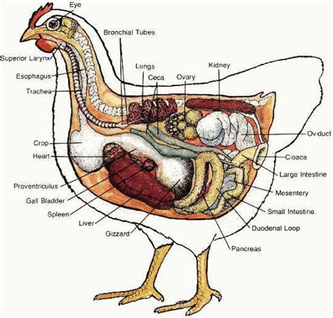 Chicken Anatomy - Internal Organs of Hen (A link to Everything that has ...