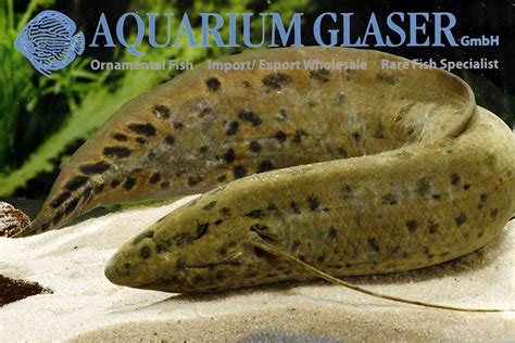 Protopterus annectens Nigeria - Aquarium Glaser GmbH