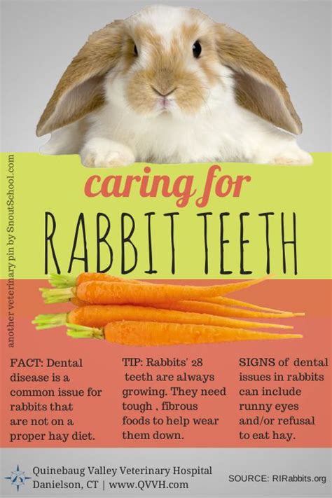 Rabbit & bunny dental care tips. How to keep bunnies' teeth healthy ...