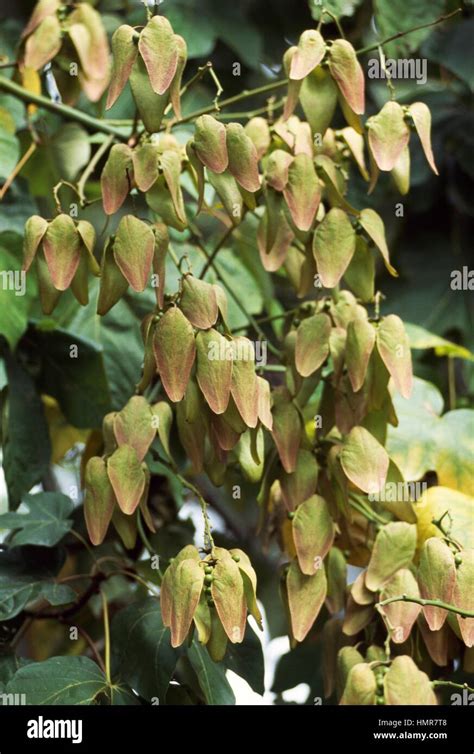 Parasol tree leaves fruit firmiana simplex hi-res stock photography and ...