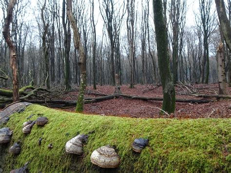 Hiking in the Veluwe: Speulder- en Sprielderbosch - Two Around The World