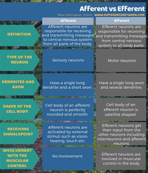 Difference Between Afferent and Efferent | Compare the Difference ...