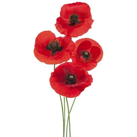 Symbolic Meanings of Flowers That You've Been Wanting to Know | Poppies ...