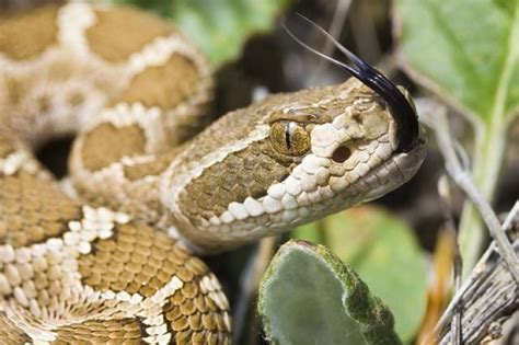 Harmless or Lethal? Learn to Identify the Venomous Snakes of Utah ...