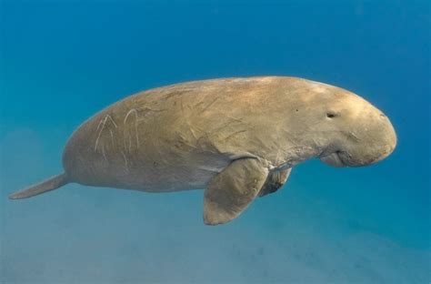 Dugong - Facts, Diet & Habitat Information