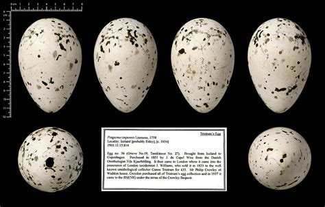 Tristram's Great Auk Egg Photograph by Natural History Museum, London ...