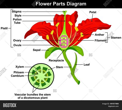 Flower Parts Diagram with stem cross section anatomy of plant ...