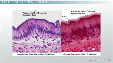 Ciliated Epithelium Labeled