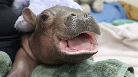 Famous Baby Hippo Plays With Special Care Package From Children's ...