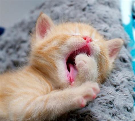 cute yawning kittens - Cute Kittens Photo (41400850) - Fanpop