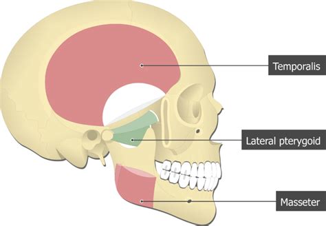 Lateral Pterygoid Muscle: attachements and function | GetBodySmart