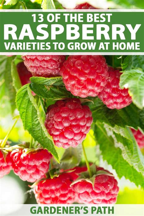 The Top 13 Raspberry Varieties to Grow in Zones 3-9 | Gardener’s Path