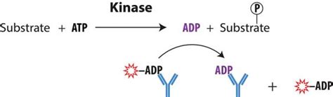 How Does a Biochemical Kinase Assay Work? - BellBrook Labs