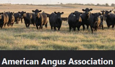 Trace Strock, Of Marbury, Joins Membership Of American Angus ...