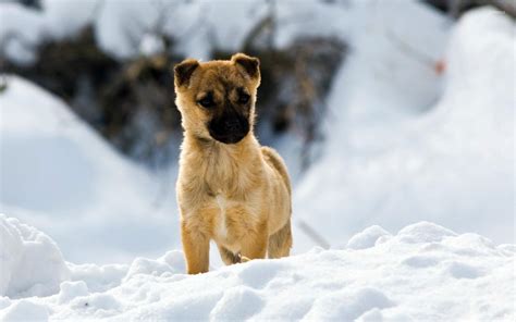 Winter Puppies Wallpapers - Wallpaper Cave